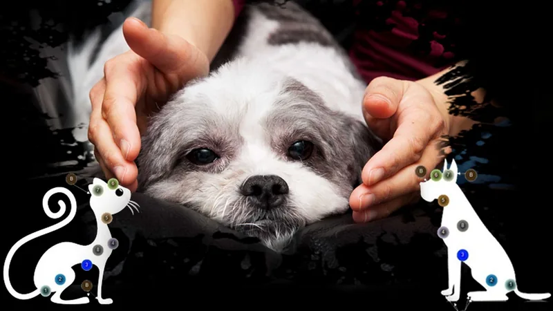 Reiki nos animais no curso Reiki Secreto de Otávio Leal